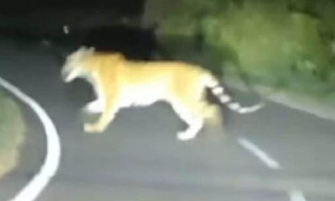 பவானிசாகர் அருகே புலி சாலையை கடந்து ஓடிய காட்சி.