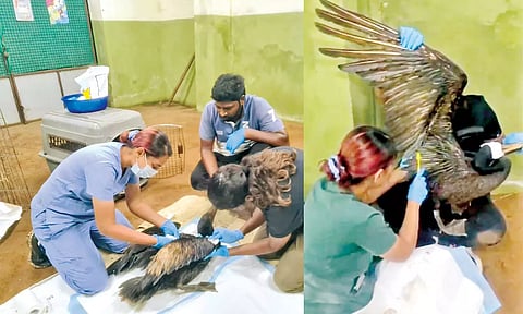 எண்ணெய் கழிவால் பாதிக்கப்பட்ட பறவைகளை மீட்கும் பணி மேலும் ஒரு வாரம் நீடிக்கும்