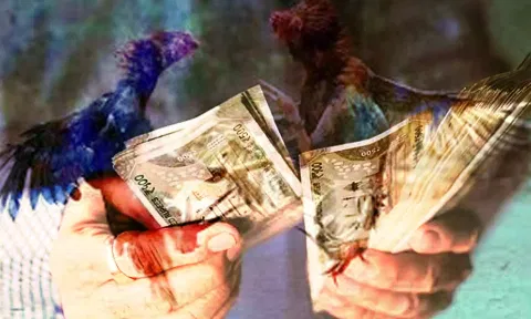 சண்டைக்கோழி விற்பனை இவ்வளவு லட்சமா? வெளிநாட்டில் இருந்து வந்தது என ஏமாற்றும் அவலம்