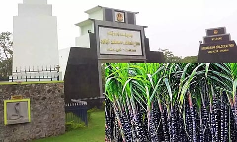 வண்டலூர் உயிரியல் பூங்காவுக்கு கரும்பு எடுத்து வர தடை