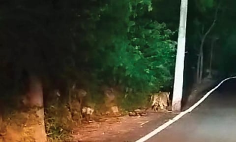 மருதமலை முருகன் கோவில் மலைப்பாதையில் சிறுத்தை நடமாட்டம்