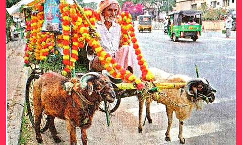 விவசாய வேலைகளில் அயராது உழைக்கும் வினோதமான ராம்-லட்சுமண் ஆட்டுக்கிடா வண்டி