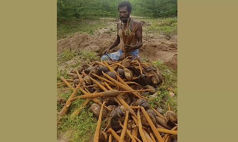 எட்டயபுரம் பகுதியில் பனங்கிழங்குகளை அறுவடை செய்யும் தொழிலாளி.
