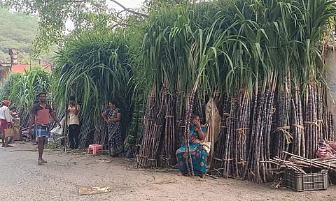 விவசாயிகளிடம் தமிழக அரசு கொள்முதல் செய்ததால் புதுச்சேரியில் ஒரு ஜோடி கரும்பு ரூ.200-க்கு விற்பனை