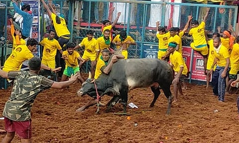 அவனியாபுரம் ஜல்லிக்கட்டு போட்டி- போலீசார் உள்பட 51 பேருக்கு படுகாயம்