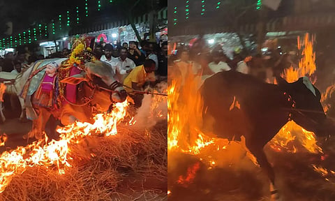 வைக்கோலில் தீ பற்றவைத்து மாடுகளை ஓடவிட்ட காட்சி.