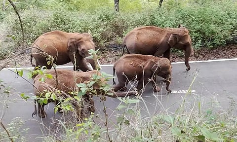 மயானத்தை சேதப்படுத்திய காட்டு யானைகள் கூட்டம்