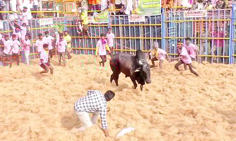 ஆவாரங்காட்டில் களைகட்டிய ஜல்லிகட்டு- திமிறிய காளைகளை பாய்ந்து அடக்கிய வீரர்கள்