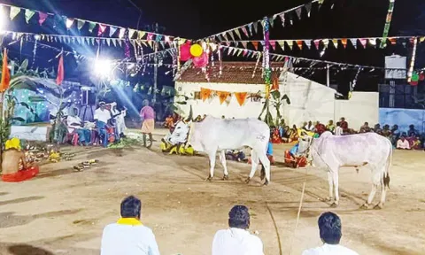உடுமலை அருகே சலங்கை மாடுகளுக்கு பூஜை செய்து கிராம மக்கள் வழிபாடு