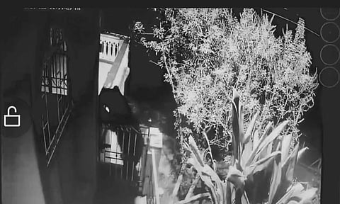 பூட்டிய கேட்டை தாண்டி மாடிக்கு சென்று உணவு தேடிய கரடி