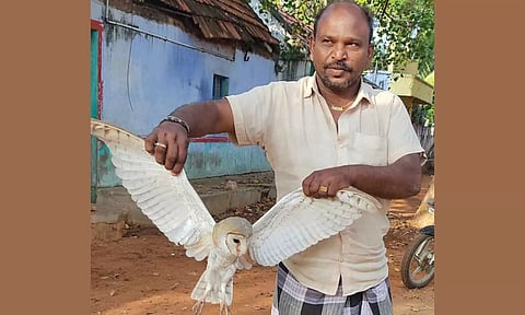 உடன்குடியில் பிடிபட்ட அரிய வகை ஆந்தை வனத்துறையிடம் ஒப்படைப்பு