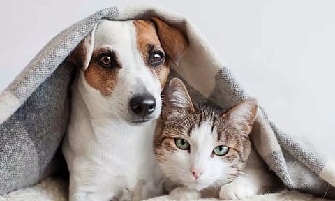 நாய், பூனைக்கு ரூ.23 கோடி சொத்துக்களை எழுதி வைத்த பெண்