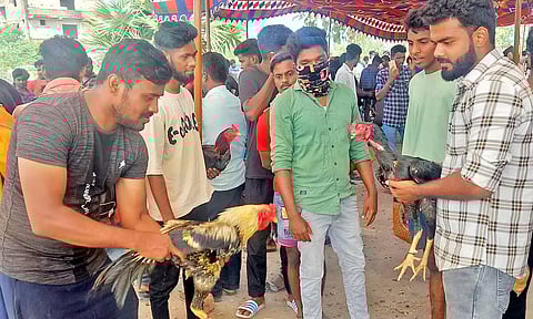 சேவல் சண்டை போட்டி விறுவிறுப்பு: 1200 சேவல்கள் நேருக்கு நேர் மோதின