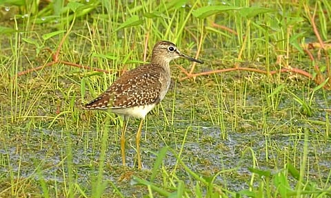 நீர்நிலைகளில் வசிக்கும் 16 ஆயிரம் பறவைகள்- 2 நாள் கணக்கெடுப்பில் தகவல்