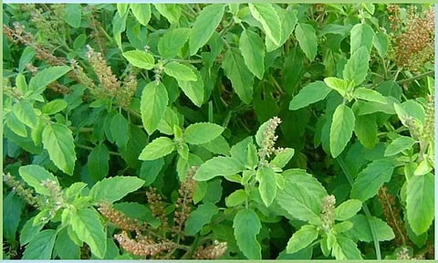 உண்மையான பக்தியை நிரூபித்த துளசி