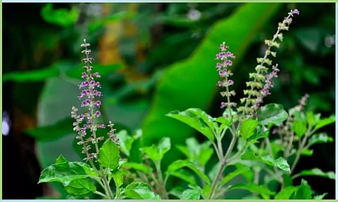 துளசியின் சிறப்பும் பெருமையும்