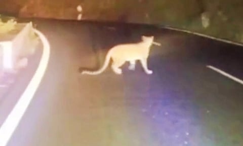 மலைப்பாதையில் இரவு நேரங்களில் சாலையில் உலா வரும் சிறுத்தை- வனத்துறையினர் எச்சரிக்கை