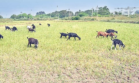 தண்ணீர் இல்லாததால் அவலநிலை: காய்ந்த நெற்பயிர்களில் ஆடுகளை மேய விடும் விவசாயிகள்