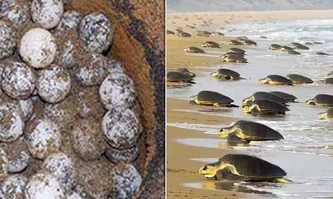 பழவேற்காடு கடற்கரையில் 1,200 ஆமை முட்டைகள் சேகரிப்பு- வனத்துறையினர் நடவடிக்கை
