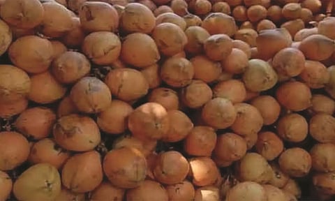 பொள்ளாச்சியில் இருந்து வெளியூர்களுக்கு செவ்விளநீர் அனுப்பும் பணி தீவிரம்