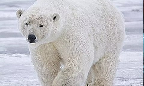 உலக வெப்பம் - உருகும் பனி: அழியும் அபாயத்தில் பனிக்கரடிகள்