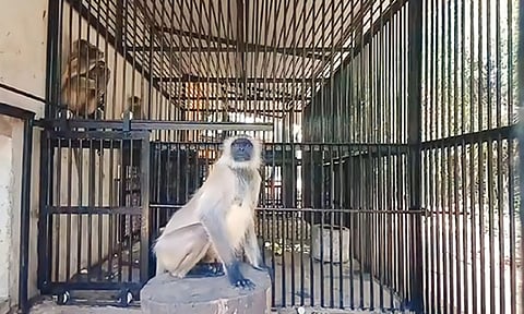 வண்டலூர் பூங்காவில் தப்பி ஓடிய 2 அனுமன் குரங்கை பிடிக்க முடியாமல் திணறும் ஊழியர்கள்