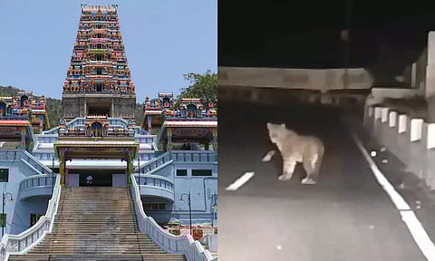 அடிக்கடி தென்படும் சிறுத்தை: மருதமலை முருகன் கோவிலுக்கு நடந்து செல்ல நேரக் கட்டுப்பாடு