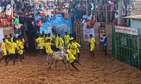 அய்யம்பட்டியில் இன்று ஜல்லிக்கட்டில் சீறிய காளைகளுடன் மல்லு கட்டிய வீரர்கள்