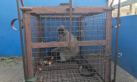 வண்டலூர் பூங்காவில் இருந்து தப்பிய மேலும் ஒரு அனுமன் குரங்கு பிடிபட்டது