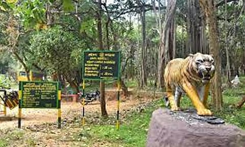 புலிகள் கணக்கெடுப்பு இன்று தொடக்கம்: மணிமுத்தாறு, பாபநாசம் வனத்துறை சோதனை சாவடிகள் 27-ந்தேதி வரை மூடல்