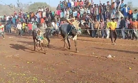 எருது விடும் விழாவில் சீறி பாய்ந்த காளைகள்