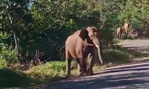 மஞ்சூர்-கோவை சாலையில் வனத்துறையினரை விரட்டிய காட்டு யானை