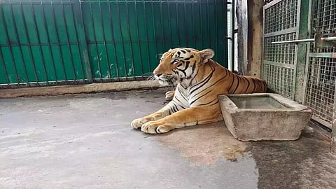 வண்டலூர் உயிரியல் பூங்கா: 21 வயது ஆண் புலி உயிரிழப்பு