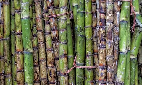 கரும்பு கொள்முதல் விலை உயர்வு - மத்திய மந்திரி அறிவிப்பு