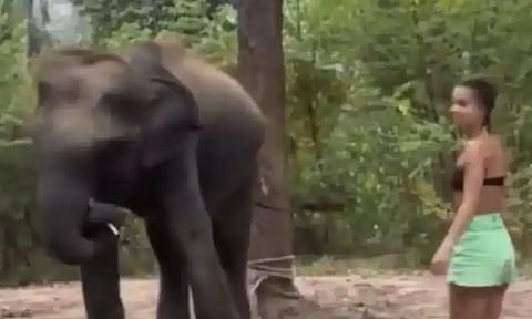 உணவளிக்க முயன்ற பெண்ணை தாக்கிய யானை