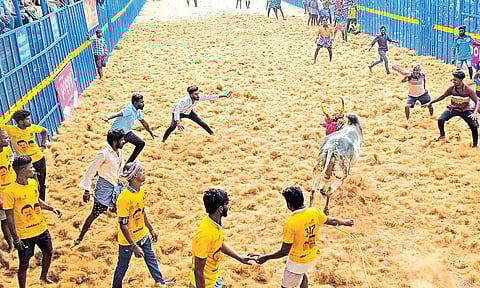 திருச்சி கல்லக்குடியில் ஜல்லிக்கட்டு கெத்து காட்டிய 700 காளைகள்- மல்லுக்கட்டிய 450 வீரர்கள்