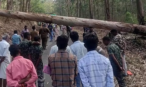 சாலையில் மரம் விழுந்து தமிழகம்-கர்நாடக இடையே போக்குவரத்து துண்டிப்பு