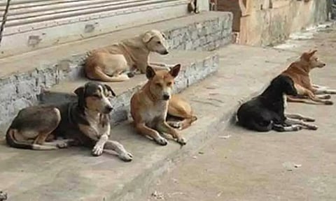 வடசென்னை மக்களை மிரட்டும் தெரு நாய்கள்