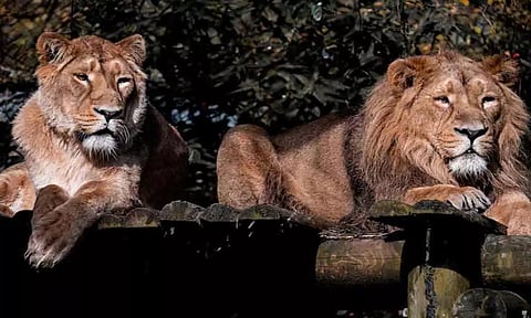 அக்பர்- சீதா சிங்கம் வழக்கு: தலைமை வனப் பாதுகாவலரை சஸ்பெண்ட் செய்த திரிபுரா அரசு