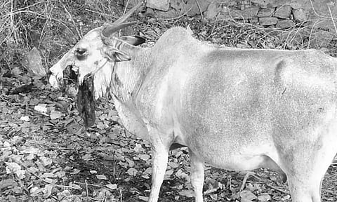 நாட்டு வெடிகுண்டு வெடித்து இறந்த பசுமாட்டின் வாய்ப்பகுதி சிதைந்து உள்ளதை காணலாம். (இறப்பதற்கு முன் எடுத்த படம்).