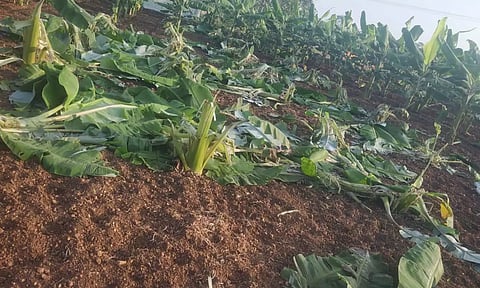 1000 வாழைகளை சேதப்படுத்திய காட்டு பன்றிகள் கூட்டம்