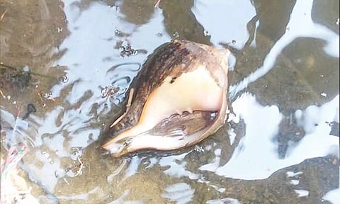 வேதகிரீஸ்வரர் கோவில் குளத்தில் 12 ஆண்டுக்கு பிறகு சங்கு வெளியே வந்தது- சிறப்பு வழிபாடு