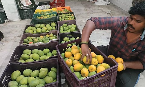 சேலத்தில் மாம்பழ சீசன் தொடங்கியது