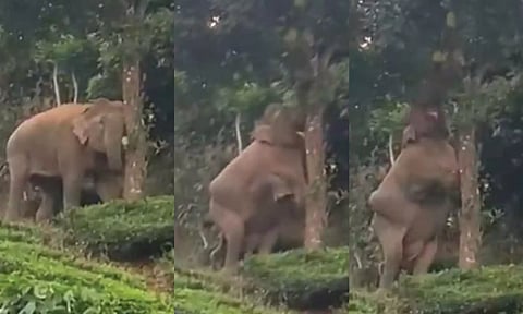 தேயிலை தோட்டத்தில் புகுந்து பலாப்பழங்களை ருசித்த ஒற்றை யானை