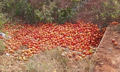 பழனியில் தக்காளியை குப்பையில் வீசிச் சென்ற விவசாயிகள்