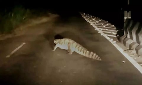 சாலையில் ஊா்ந்து சென்ற முதலை- பொதுமக்கள் அதிா்ச்சி