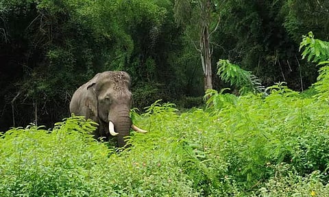 யானைகளை விரட்டும் சிறப்பு தேனீக்களை வளர்க்க கேரள அரசு நடவடிக்கை: முதல்-மந்திரி பினராயி விஜயன் தகவல்
