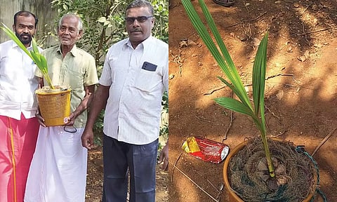 ஆசிரியரின் தோட்டத்தில் ஒரு தேங்காயில் முளைத்த 2 தென்னங்கன்றுகள்