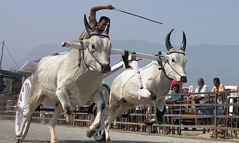 ஈஷாவில் களைக்கட்டிய ரேக்ளா பந்தயம்- சீறி பாய்ந்த காளைகள்