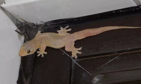 உங்கள் வீட்டில் பல்லி தொல்லையா...? இத ட்ரை பண்ணுங்க